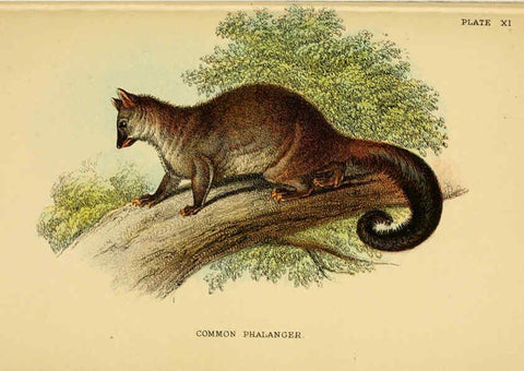 Reproducción/Reproduction 6008898564: A hand-book to the marsupialia and monotremata London :E. Lloyd,1896