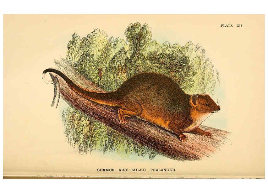 Reproducción/Reproduction 6008351179: A hand-book to the marsupialia and monotremata London :E. Lloyd,1896