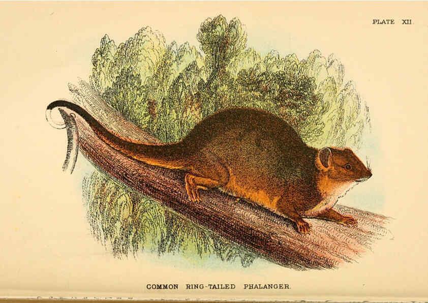 Reproducción/Reproduction 6008351179: A hand-book to the marsupialia and monotremata London :E. Lloyd,1896