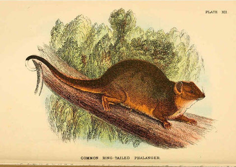 Reproducción/Reproduction 6008351179: A hand-book to the marsupialia and monotremata London :E. Lloyd,1896