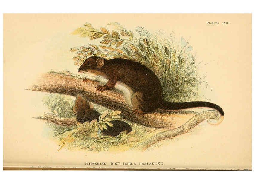 Reproducción/Reproduction 6008351401: A hand-book to the marsupialia and monotremata London :E. Lloyd,1896