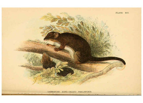 Reproducción/Reproduction 6008351401: A hand-book to the marsupialia and monotremata London :E. Lloyd,1896