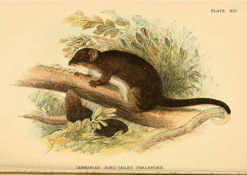 Reproducción/Reproduction 6008351401: A hand-book to the marsupialia and monotremata London :E. Lloyd,1896