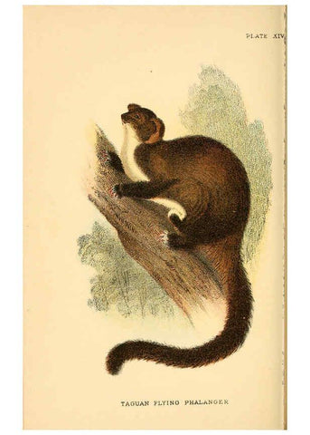 Reproducción/Reproduction 6008351609: A hand-book to the marsupialia and monotremata London :E. Lloyd,1896