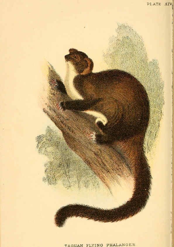 Reproducción/Reproduction 6008351609: A hand-book to the marsupialia and monotremata London :E. Lloyd,1896
