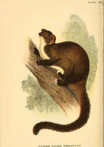 Reproducción/Reproduction 6008351609: A hand-book to the marsupialia and monotremata London :E. Lloyd,1896