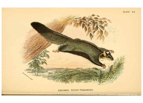 Reproducción/Reproduction 6008899950: A hand-book to the marsupialia and monotremata London :E. Lloyd,1896