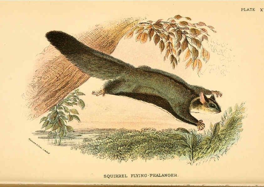Reproducción/Reproduction 6008899950: A hand-book to the marsupialia and monotremata London :E. Lloyd,1896