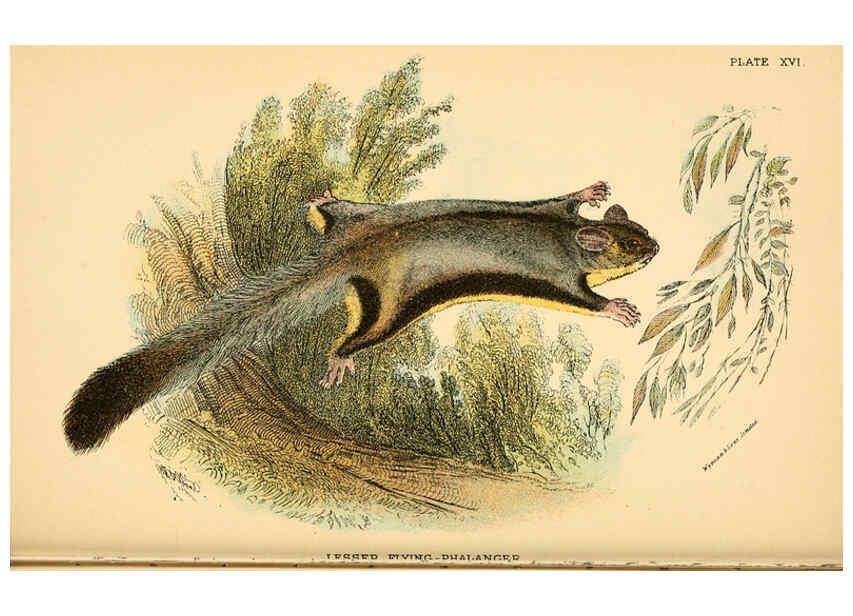 Reproducción/Reproduction 6008352459: A hand-book to the marsupialia and monotremata London :E. Lloyd,1896