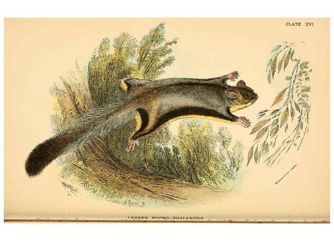 Reproducción/Reproduction 6008352459: A hand-book to the marsupialia and monotremata London :E. Lloyd,1896