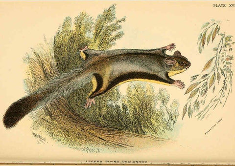 Reproducción/Reproduction 6008352459: A hand-book to the marsupialia and monotremata London :E. Lloyd,1896