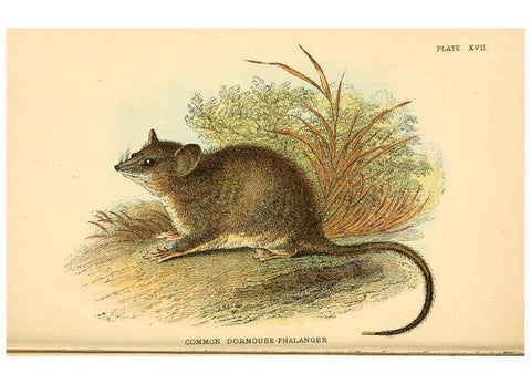 Reproducción/Reproduction 6008900632: A hand-book to the marsupialia and monotremata London :E. Lloyd,1896