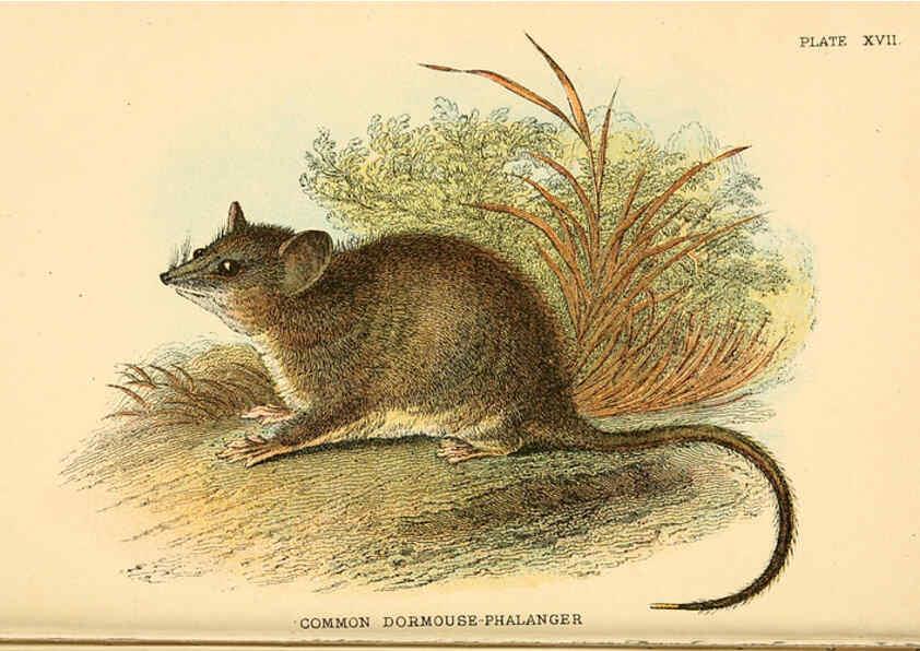 Reproducción/Reproduction 6008900632: A hand-book to the marsupialia and monotremata London :E. Lloyd,1896