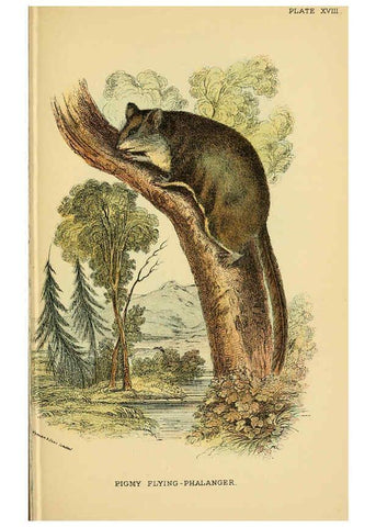 Reproducción/Reproduction 6008900930: A hand-book to the marsupialia and monotremata London :E. Lloyd,1896