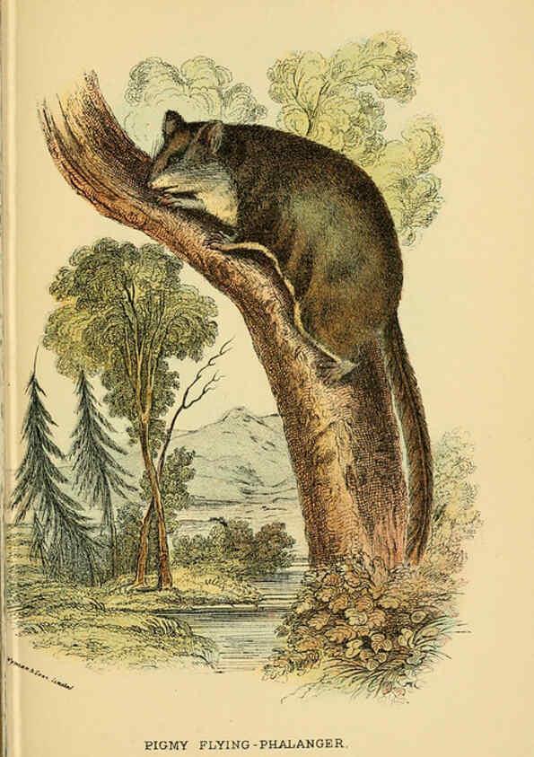 Reproducción/Reproduction 6008900930: A hand-book to the marsupialia and monotremata London :E. Lloyd,1896