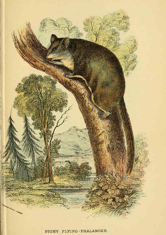 Reproducción/Reproduction 6008900930: A hand-book to the marsupialia and monotremata London :E. Lloyd,1896