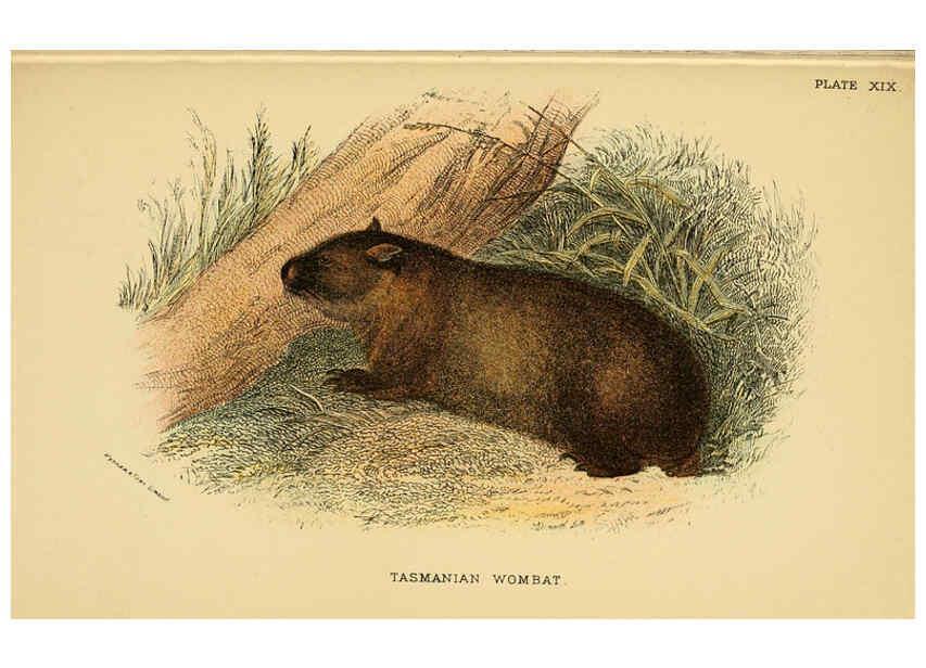 Reproducción/Reproduction 6008353495: A hand-book to the marsupialia and monotremata London :E. Lloyd,1896