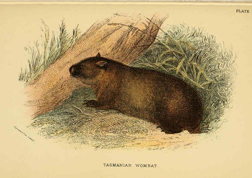 Reproducción/Reproduction 6008353495: A hand-book to the marsupialia and monotremata London :E. Lloyd,1896