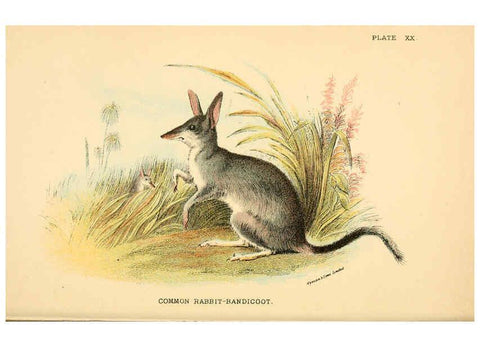 Reproducción/Reproduction 6008353807: A hand-book to the marsupialia and monotremata London :E. Lloyd,1896