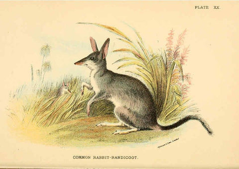 Reproducción/Reproduction 6008353807: A hand-book to the marsupialia and monotremata London :E. Lloyd,1896
