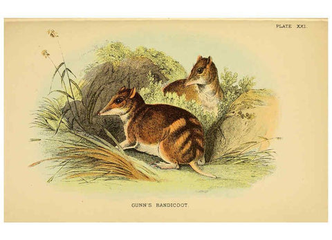 Reproducción/Reproduction 6008901848: A hand-book to the marsupialia and monotremata London :E. Lloyd,1896