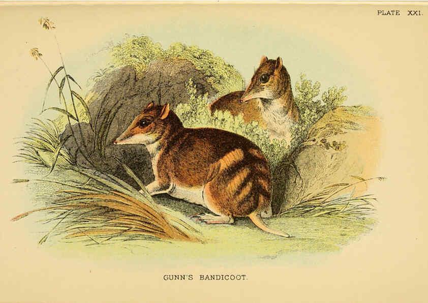 Reproducción/Reproduction 6008901848: A hand-book to the marsupialia and monotremata London :E. Lloyd,1896