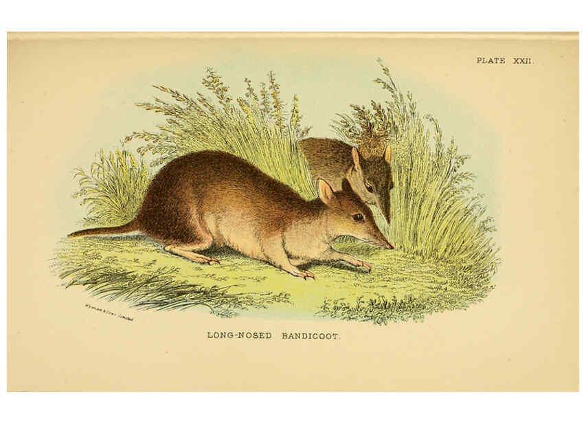 Reproducción/Reproduction 6008902102: A hand-book to the marsupialia and monotremata London :E. Lloyd,1896