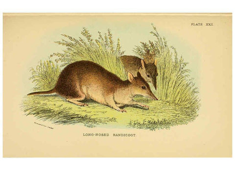 Reproducción/Reproduction 6008902102: A hand-book to the marsupialia and monotremata London :E. Lloyd,1896