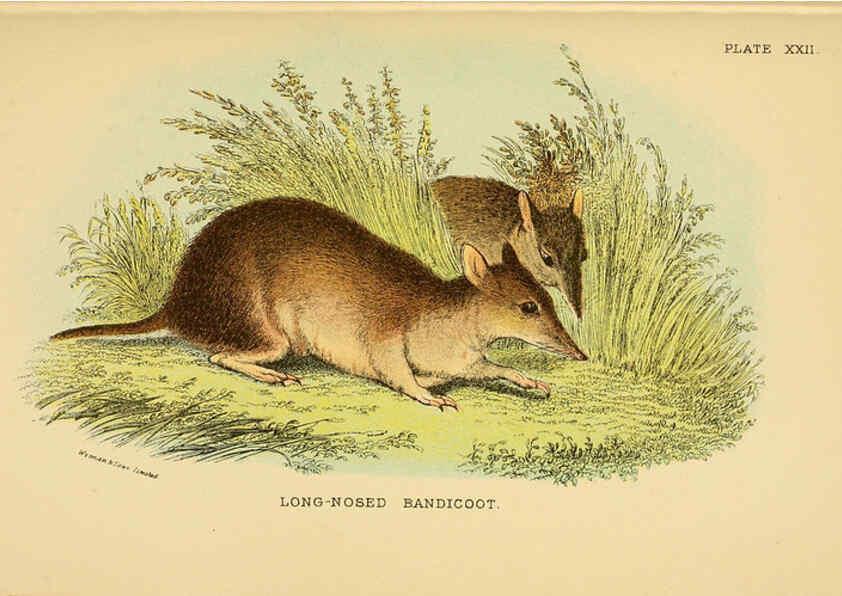 Reproducción/Reproduction 6008902102: A hand-book to the marsupialia and monotremata London :E. Lloyd,1896