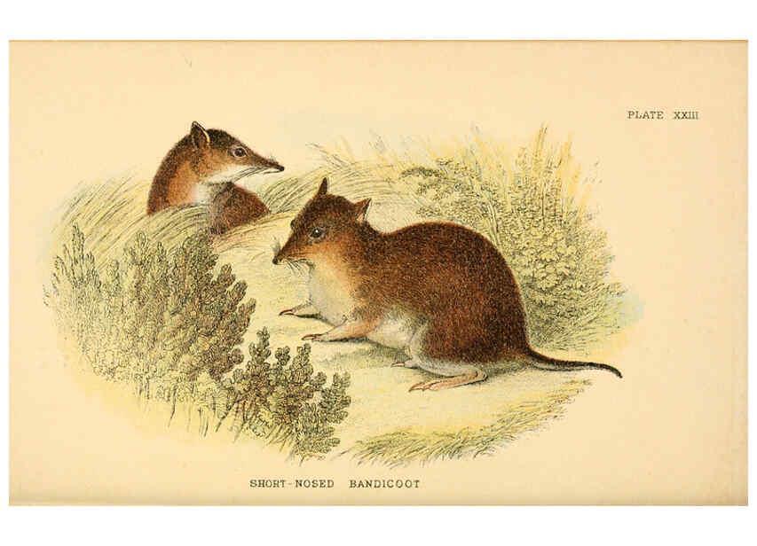 Reproducción/Reproduction 6008902402: A hand-book to the marsupialia and monotremata London :E. Lloyd,1896