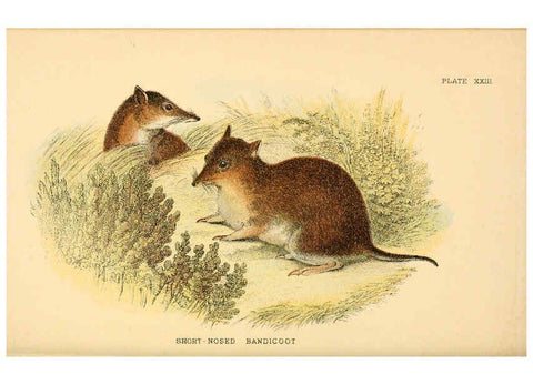 Reproducción/Reproduction 6008902402: A hand-book to the marsupialia and monotremata London :E. Lloyd,1896