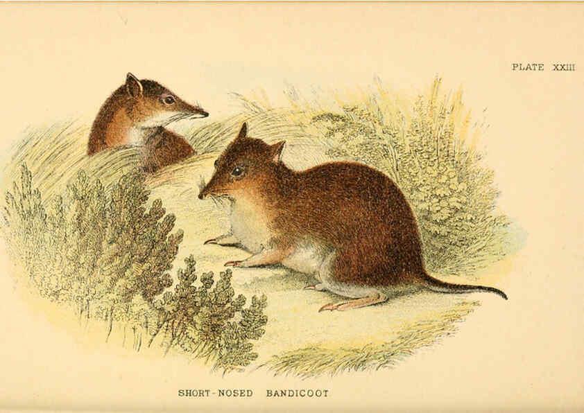 Reproducción/Reproduction 6008902402: A hand-book to the marsupialia and monotremata London :E. Lloyd,1896