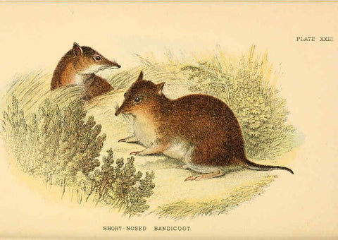 Reproducción/Reproduction 6008902402: A hand-book to the marsupialia and monotremata London :E. Lloyd,1896