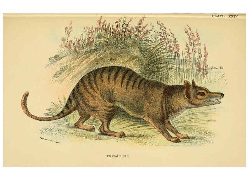 Reproducción/Reproduction 6008902662: A hand-book to the marsupialia and monotremata London :E. Lloyd,1896