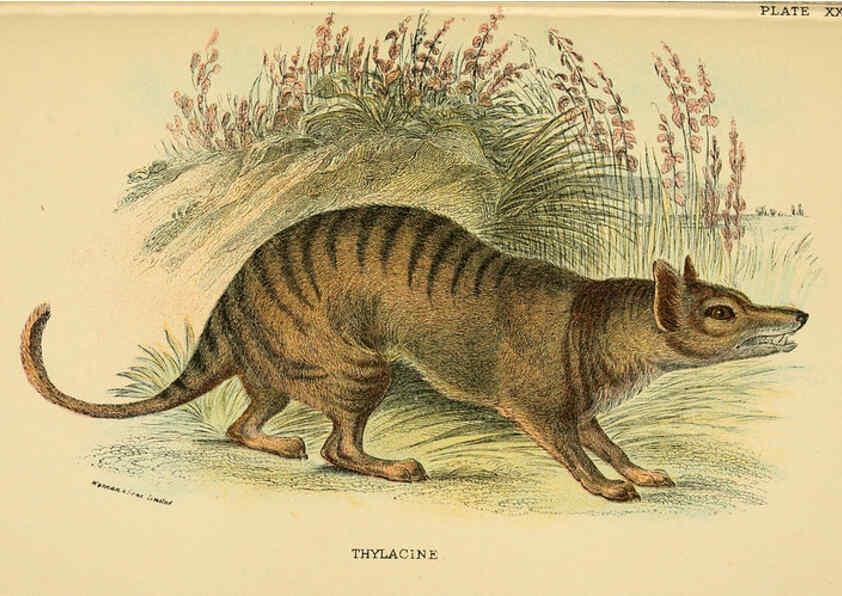 Reproducción/Reproduction 6008902662: A hand-book to the marsupialia and monotremata London :E. Lloyd,1896
