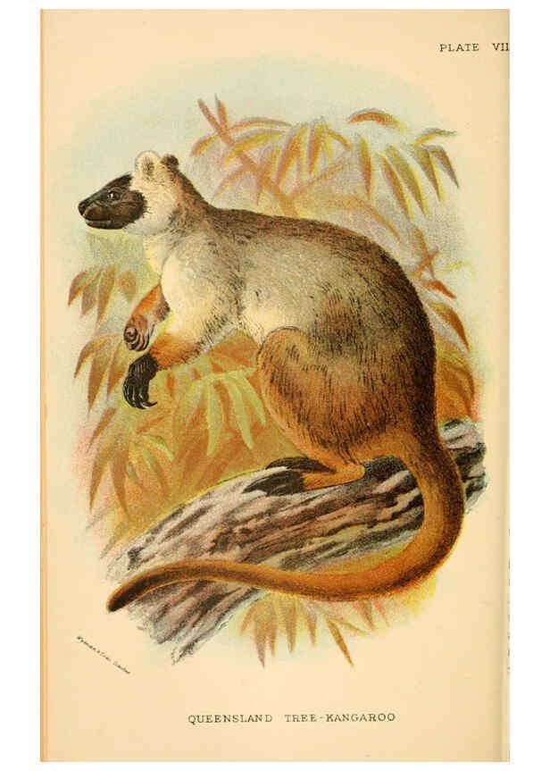 Reproducción/Reproduction 6008897094: A hand-book to the marsupialia and monotremata London :E. Lloyd,1896
