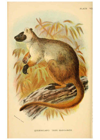 Reproducción/Reproduction 6008897094: A hand-book to the marsupialia and monotremata London :E. Lloyd,1896