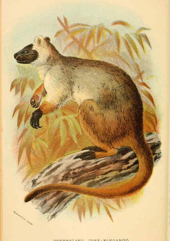 Reproducción/Reproduction 6008897094: A hand-book to the marsupialia and monotremata London :E. Lloyd,1896