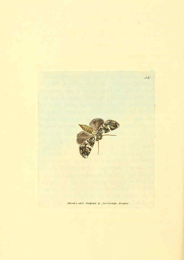 Reproducción/Reproduction 6008845668: The British miscellany London :Printed by R. Taylor & Co., and sold by the author, J. Sowerby by White, Johnson, Symonds, and all other booksellers,1806