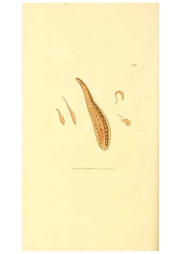 Reproducción/Reproduction 6008304665: The British miscellany London :Printed by R. Taylor & Co., and sold by the author, J. Sowerby by White, Johnson, Symonds, and all other booksellers,1806