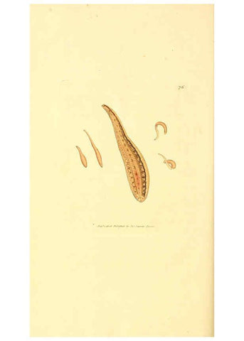 Reproducción/Reproduction 6008304665: The British miscellany London :Printed by R. Taylor & Co., and sold by the author, J. Sowerby by White, Johnson, Symonds, and all other booksellers,1806