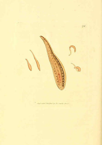 Reproducción/Reproduction 6008304665: The British miscellany London :Printed by R. Taylor & Co., and sold by the author, J. Sowerby by White, Johnson, Symonds, and all other booksellers,1806