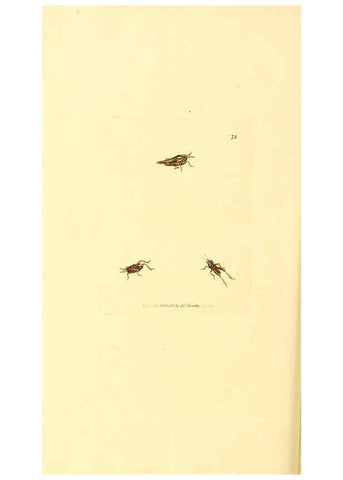 Reproducción/Reproduction 6008304247: The British miscellany London :Printed by R. Taylor & Co., and sold by the author, J. Sowerby by White, Johnson, Symonds, and all other booksellers,1806