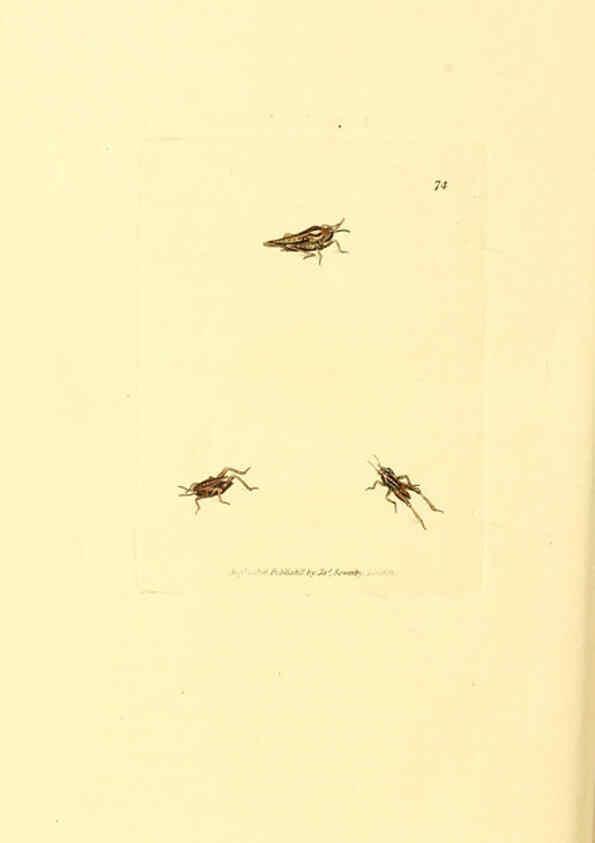 Reproducción/Reproduction 6008304247: The British miscellany London :Printed by R. Taylor & Co., and sold by the author, J. Sowerby by White, Johnson, Symonds, and all other booksellers,1806