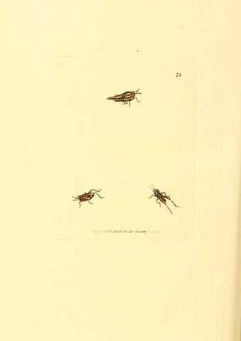 Reproducción/Reproduction 6008304247: The British miscellany London :Printed by R. Taylor & Co., and sold by the author, J. Sowerby by White, Johnson, Symonds, and all other booksellers,1806