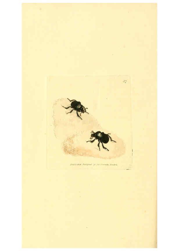 Reproducción/Reproduction 6008298977: The British miscellany London :Printed by R. Taylor & Co., and sold by the author, J. Sowerby by White, Johnson, Symonds, and all other booksellers,1806