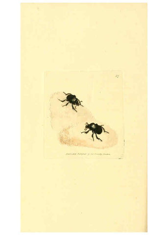 Reproducción/Reproduction 6008298977: The British miscellany London :Printed by R. Taylor & Co., and sold by the author, J. Sowerby by White, Johnson, Symonds, and all other booksellers,1806