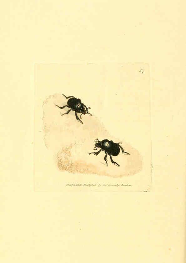 Reproducción/Reproduction 6008298977: The British miscellany London :Printed by R. Taylor & Co., and sold by the author, J. Sowerby by White, Johnson, Symonds, and all other booksellers,1806