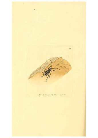 Reproducción/Reproduction 6008846818: The British miscellany London :Printed by R. Taylor & Co., and sold by the author, J. Sowerby by White, Johnson, Symonds, and all other booksellers,1806
