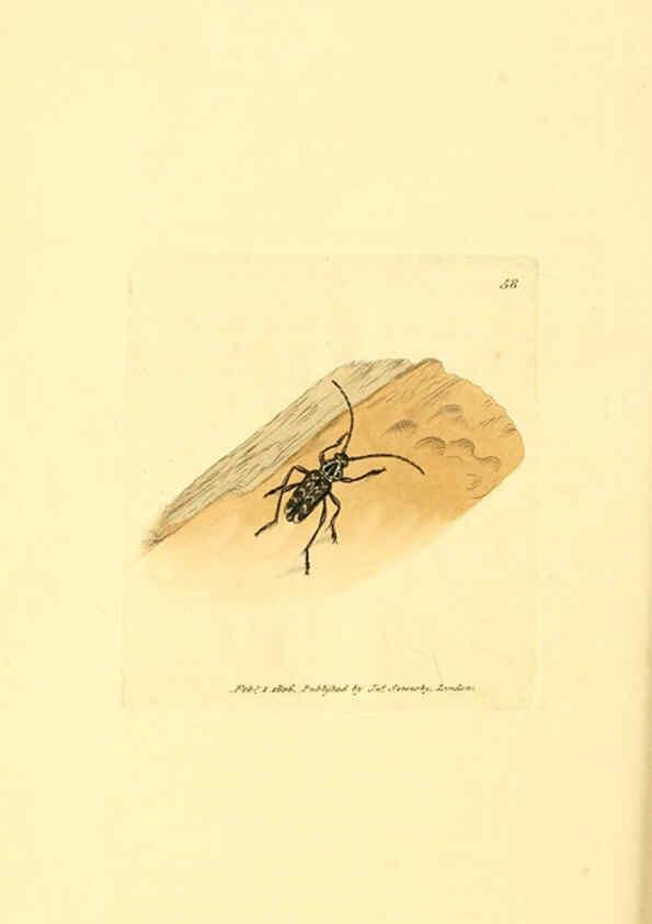 Reproducción/Reproduction 6008846818: The British miscellany London :Printed by R. Taylor & Co., and sold by the author, J. Sowerby by White, Johnson, Symonds, and all other booksellers,1806